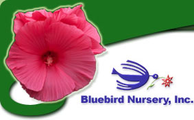 Bluebird Nursery,Inc.